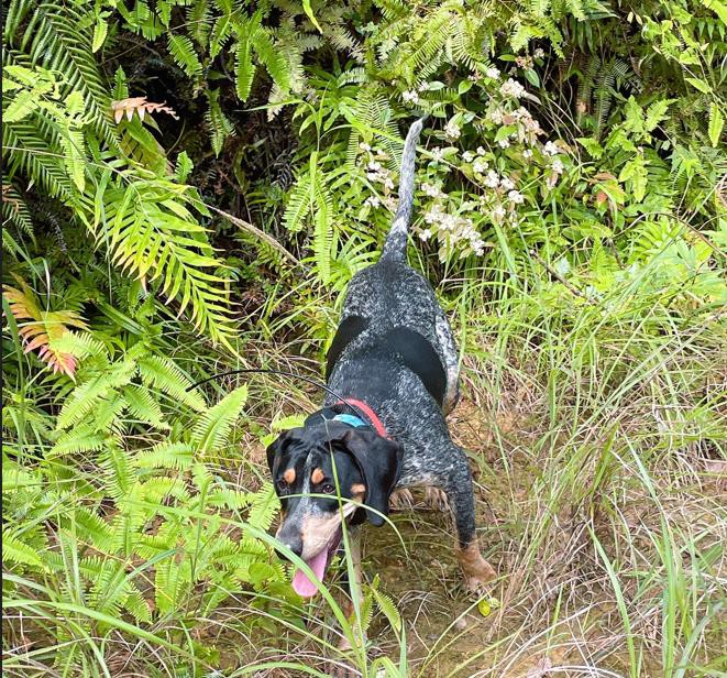 hunting dog hunting dog