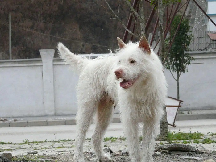 guizhou dog guizhou dog